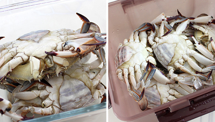 맛간장으로 게장담기 8
